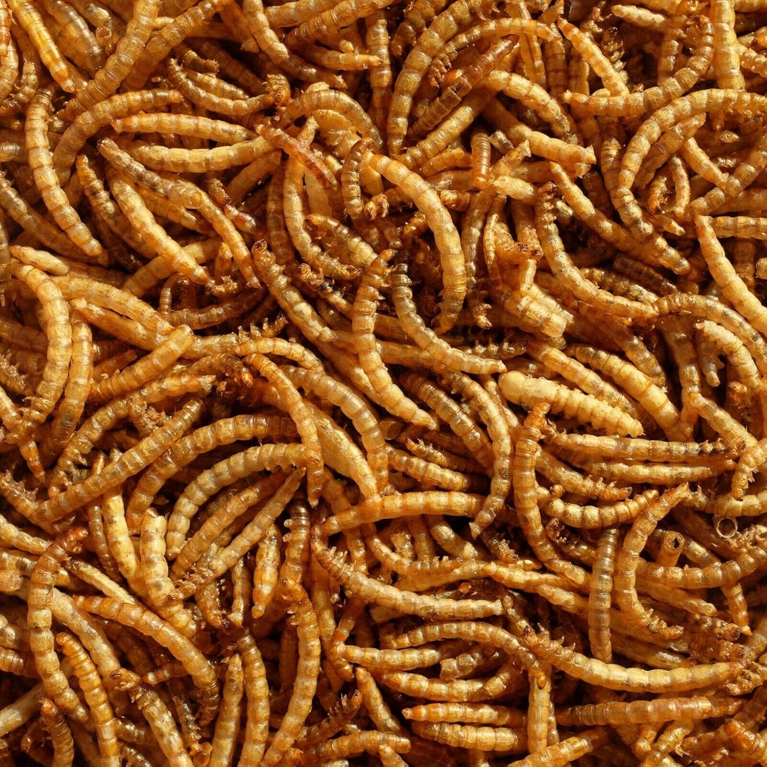Dried Mealworms