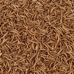 Hungry Wings Dried Mealworms 1kg