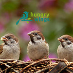 Hungry Wings Bird Food 2.5L Refill | Sunflower Hearts No Mess High Energy