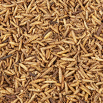 Hungry Wings Calci Worms – 5L Bag