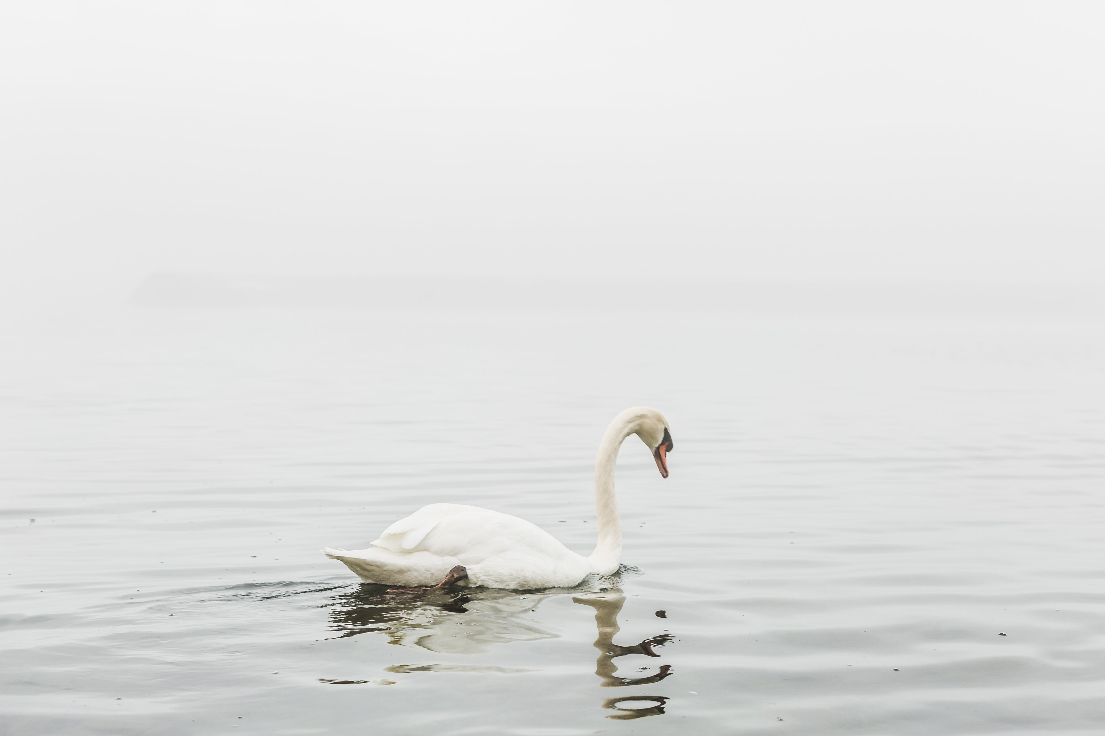 files/swan-still-water-reflection.jpg